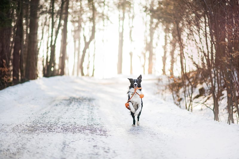 Snowy Romance